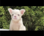 Small Photo #7 French Bulldog Puppy For Sale in SAN JOSE, CA, USA