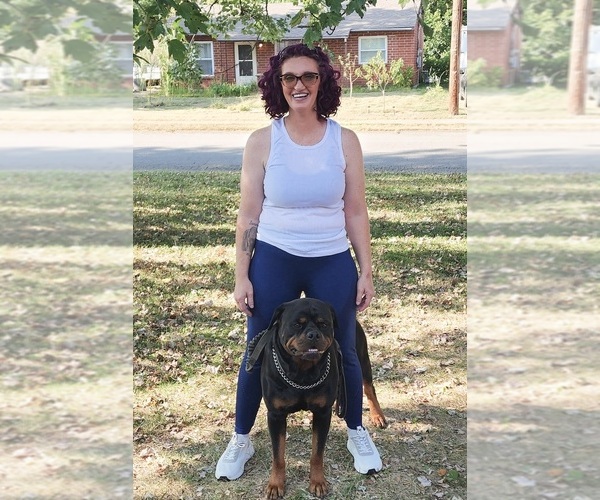 Medium Photo #1 Rottweiler Puppy For Sale in FAIRDALE, KY, USA