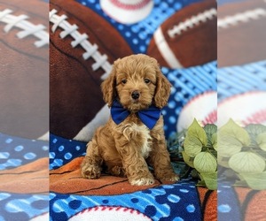 Cock-A-Poo Puppy for sale in NEW HOLLAND, PA, USA