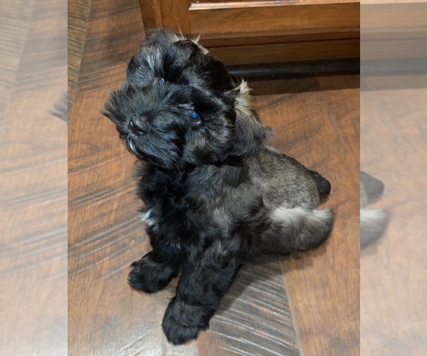 Full screen Photo #3 Schnauzer (Miniature) Puppy For Sale in PFLUGERVILLE, TX, USA
