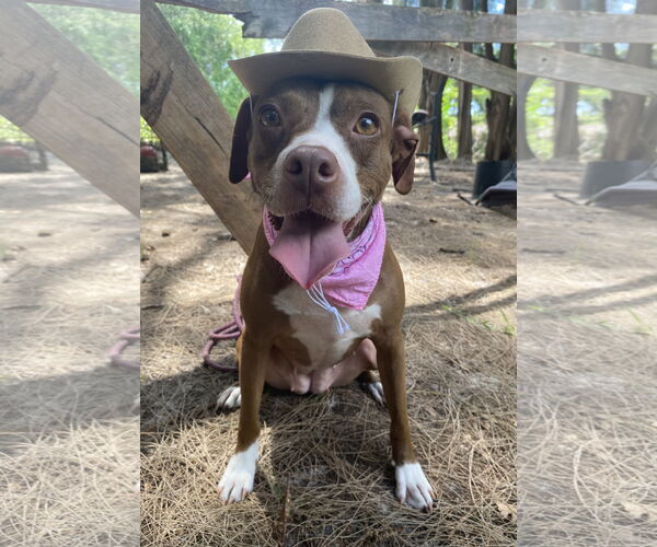 Medium Photo #2 Mutt Puppy For Sale in Davie, FL, USA