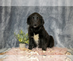 Puppy Gianna Gollie