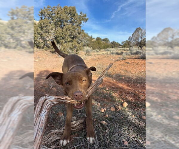 Medium Photo #2 Labrador Retriever-Unknown Mix Puppy For Sale in MIDWAY, UT, USA