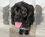 Small #2 Cocker Spaniel