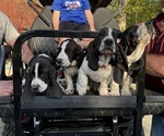 Small Basset Hound