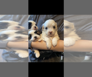 Mal-Shi Puppy for sale in LUDLOW, MA, USA