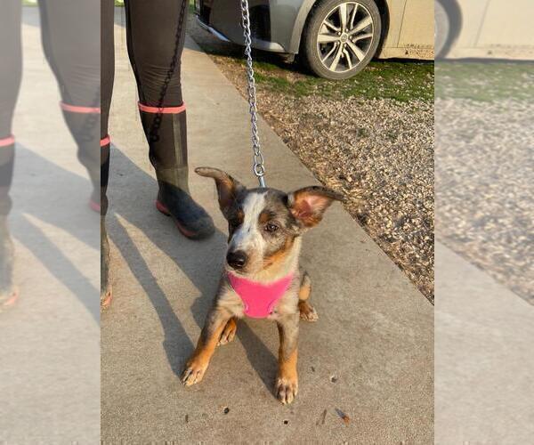 Medium Photo #6 Texas Heeler Puppy For Sale in PAOLA, KS, USA