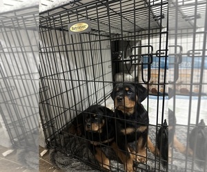 Rottweiler Puppy for sale in BOWLING GREEN, KY, USA