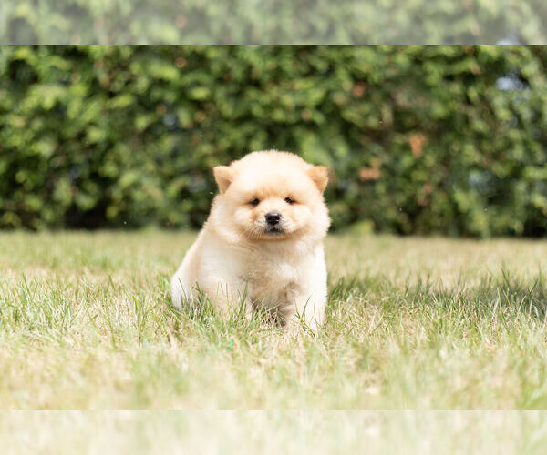 Medium Photo #4 Chow Chow Puppy For Sale in NAPPANEE, IN, USA