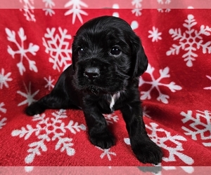 Cocker Spaniel Puppy for sale in PROVIDENCE, RI, USA
