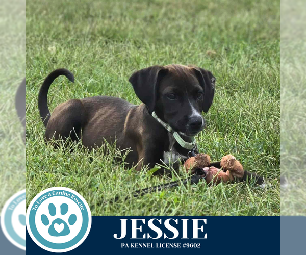 Medium Photo #3 Labrador Retriever-Unknown Mix Puppy For Sale in Kimberton, PA, USA
