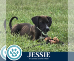 Small #2 Labrador Retriever Mix