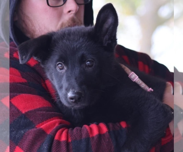 Medium Photo #8 German Shepherd Dog Puppy For Sale in DECATUR, IN, USA
