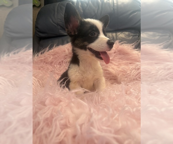 Medium Photo #4 Pembroke Welsh Corgi Puppy For Sale in SHERMAN, TX, USA