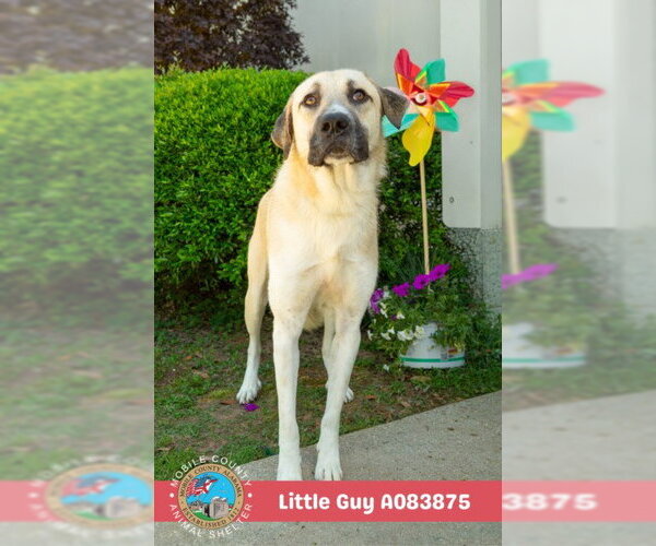 Medium Photo #2 Anatolian Pyrenees Puppy For Sale in Mobile, AL, USA