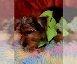 Small Photo #27 Yorkshire Terrier Puppy For Sale in AKRON, OH, USA