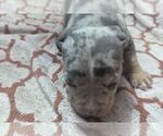 Small #7 American Bully