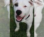 Small #1 American Pit Bull Terrier Mix