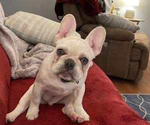 French Bulldog Puppy for sale in SHERWOOD, AR, USA