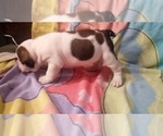Small Photo #12 English Bulldog Puppy For Sale in COLUMBUS, OH, USA