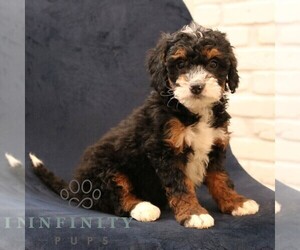 Bernedoodle (Miniature) Puppy for sale in NARVON, PA, USA