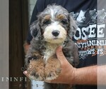 Small #2 Bernedoodle (Miniature)