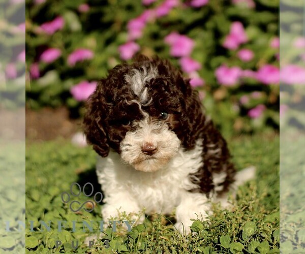 Medium Photo #1 Cavapoo Puppy For Sale in QUARRYVILLE, PA, USA