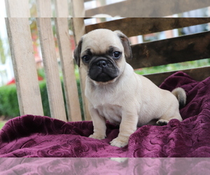 Jug Puppy for sale in SHILOH, OH, USA
