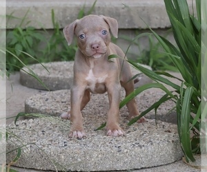 American Bully Puppy for sale in CHAMPAIGN, IL, USA