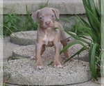 Image preview for Ad Listing. Nickname: Lily