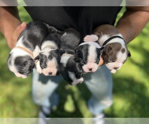 Boston Terrier Puppy for sale in COTTONWOOD, CA, USA