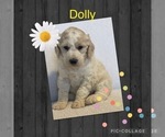 Puppy 1 Goldendoodle