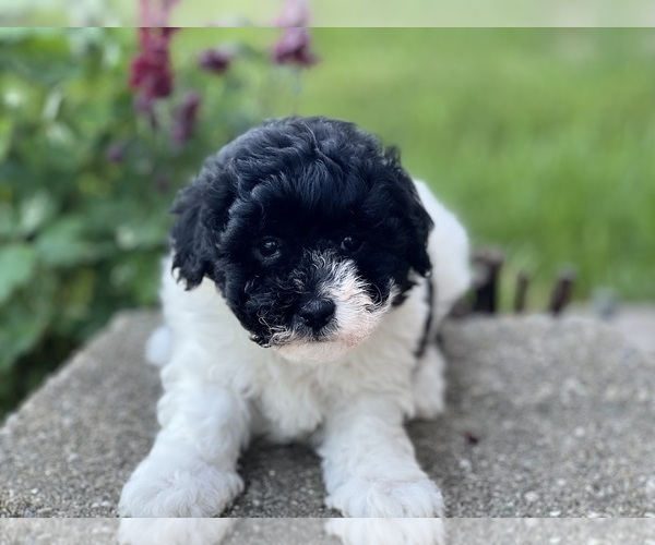 Medium Photo #2 Havapoo Puppy For Sale in DUNDEE, OH, USA
