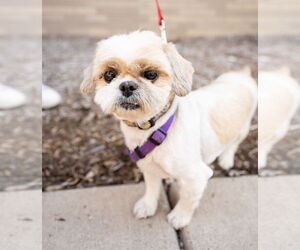 Shih Tzu Dogs for adoption in St. Louis Park, MN, USA