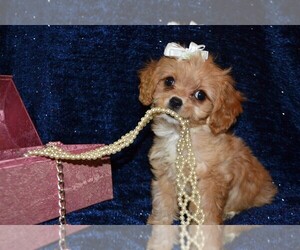 Cavapoo Puppy for sale in WARRENSBURG, MO, USA