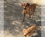 Small Photo #119 Rhodesian Ridgeback Puppy For Sale in MORONGO VALLEY, CA, USA