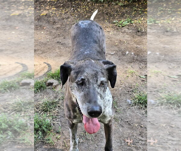 Medium Photo #4 German Shorthaired Pointer-Great Dane Mix Puppy For Sale in Bullard, TX, USA