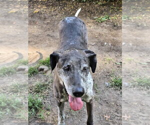 Dallas - Female German Shorthaired Pointer-Great Dane Mix Dog for Adoption - Photo #4