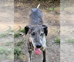 Small Photo #4 German Shorthaired Pointer-Great Dane Mix Puppy For Sale in Bullard, TX, USA