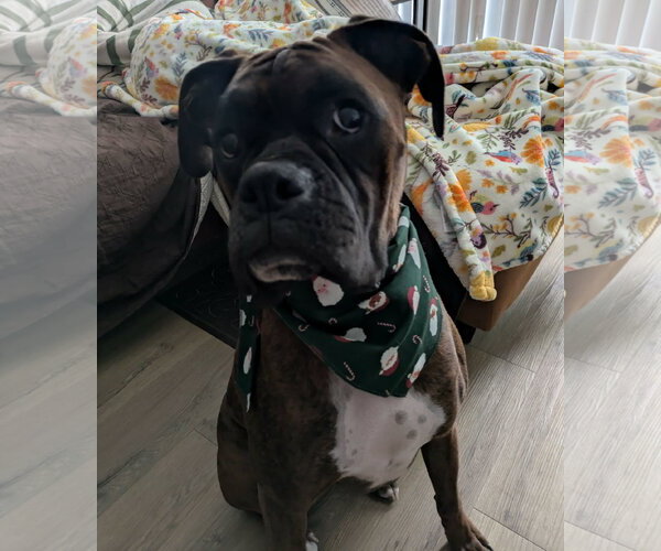 Medium Photo #1 Boxer Puppy For Sale in Burnsville, MN, USA