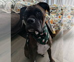 Small Boxer