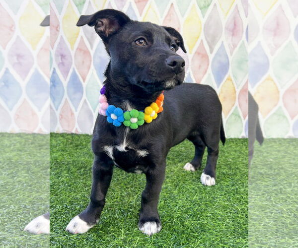 Medium Photo #7 Minnie Jack Puppy For Sale in Corona, CA, USA