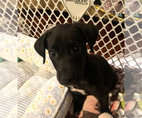 Medium Photo #1 Great Dane-Unknown Mix Puppy For Sale in Wheaton, IL, USA