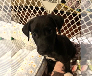 Great Dane-Unknown Mix Dogs for adoption in Wheaton, IL, USA