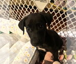 Chad Powers - Male Great Dane-Unknown Mix Dog for Adoption - Small photo