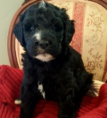 Labradoodle Puppy for sale in REDMOND, OR, USA