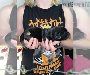 Labrador Retriever Puppy for sale in OSYKA, MS, USA