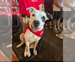 Small #6 American Pit Bull Terrier Mix