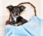 Puppy Blue Chihuahua