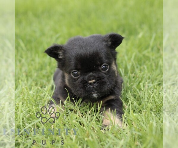 Medium Photo #5 French Bulldog Puppy For Sale in GORDONVILLE, PA, USA